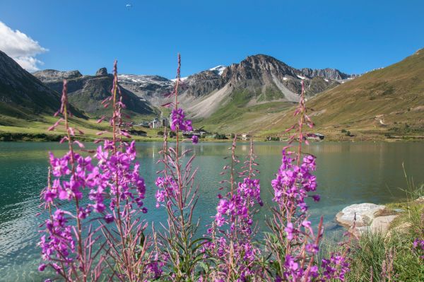 Un été en montagne